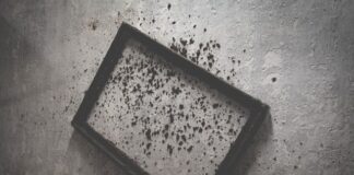 Can you die from black mold?